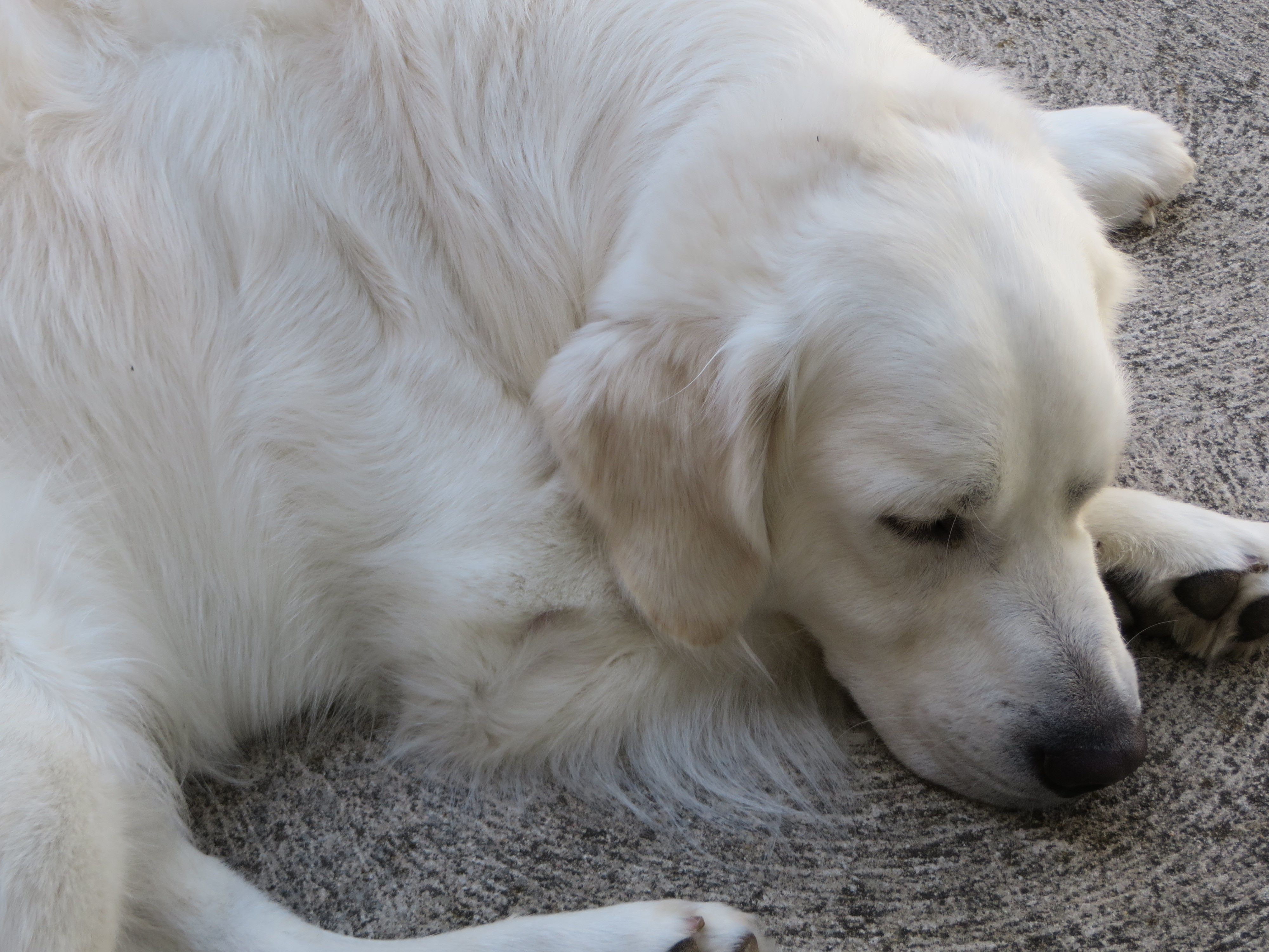 golden retriever cancer rate state golden retrievers golden retrievers delaware delaware golden golden retriever cancer rate state golden retrievers golden retrievers delaware delaware golden